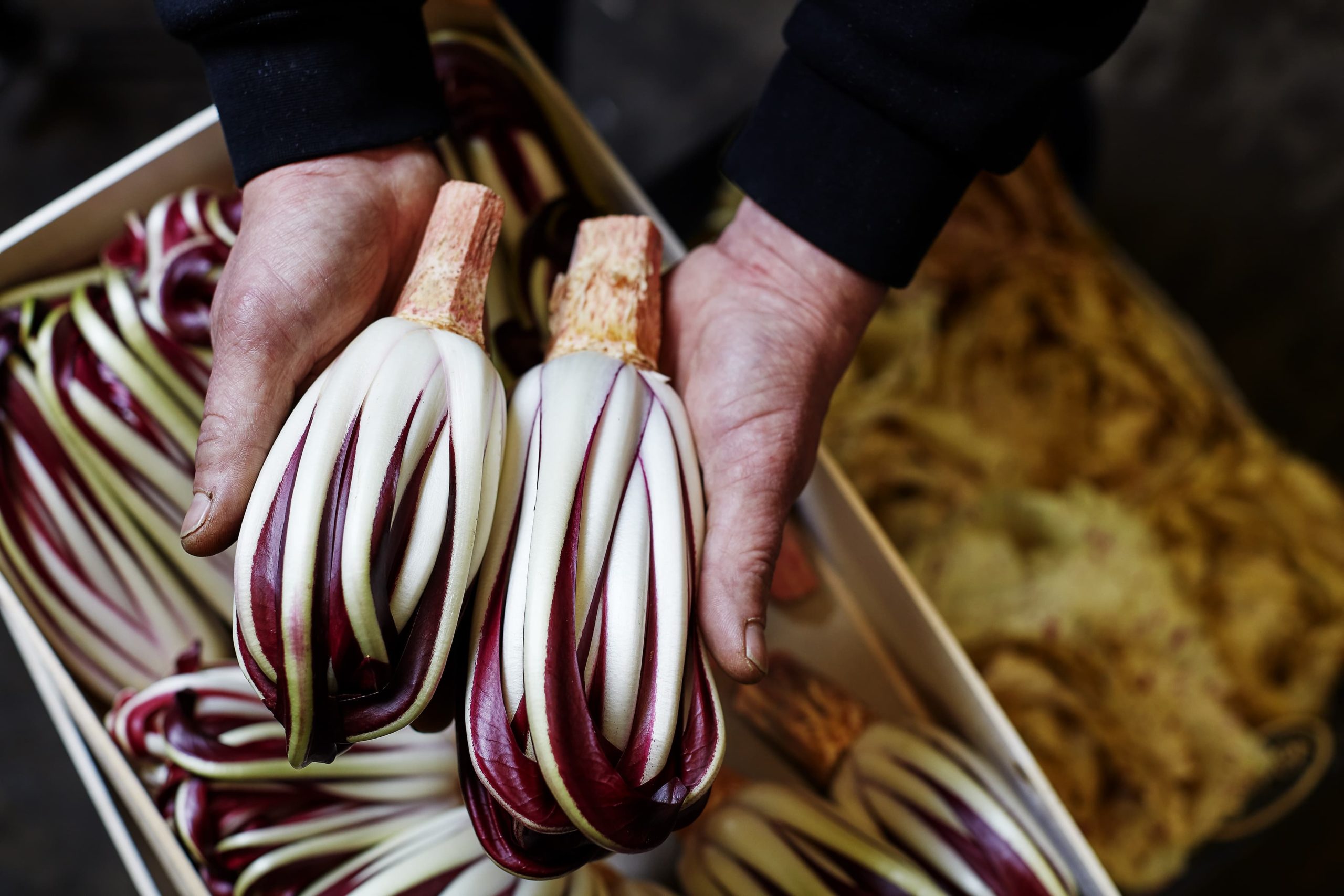 radicchio tardiva