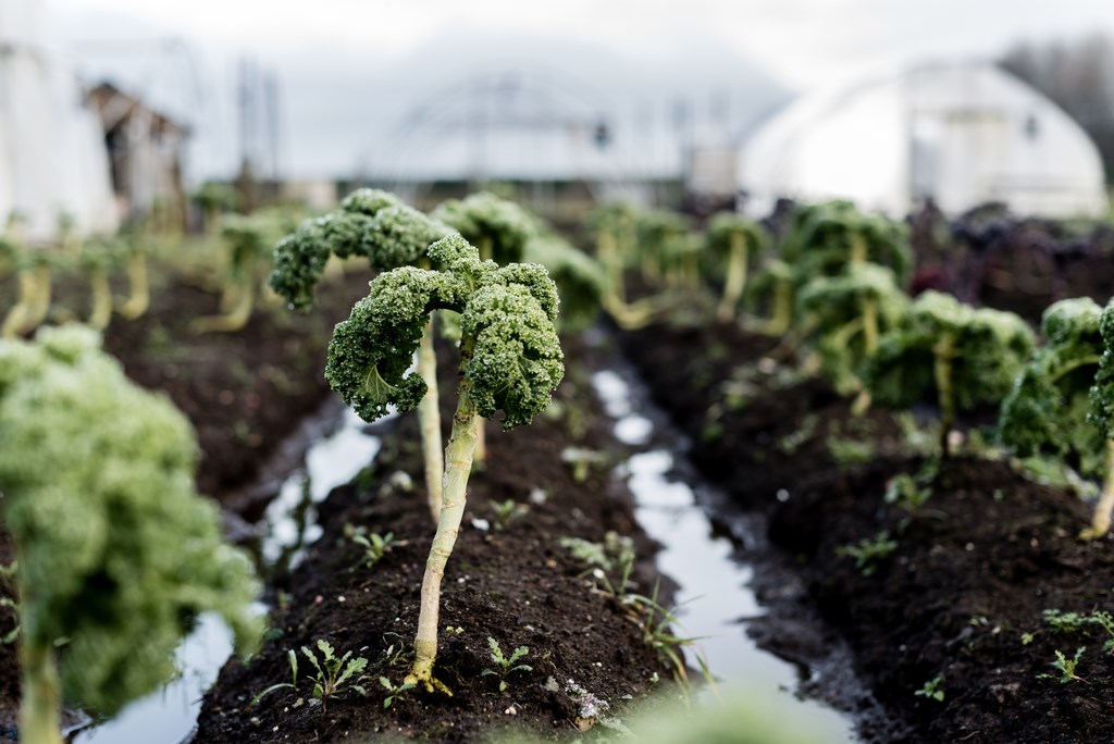 Smaakmakers uit eigen tuin