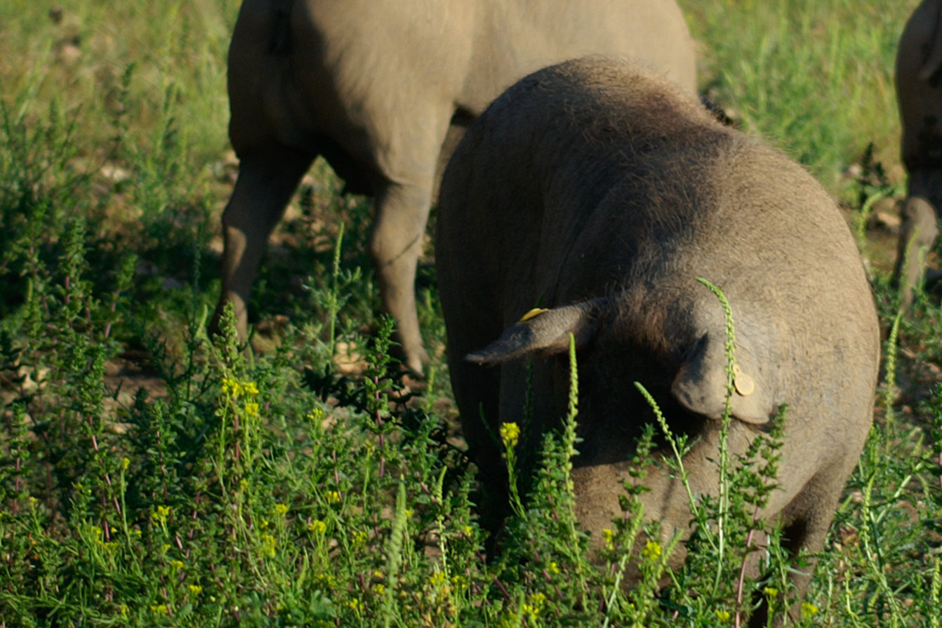 iberico varkens aan het scharrelen in het gras