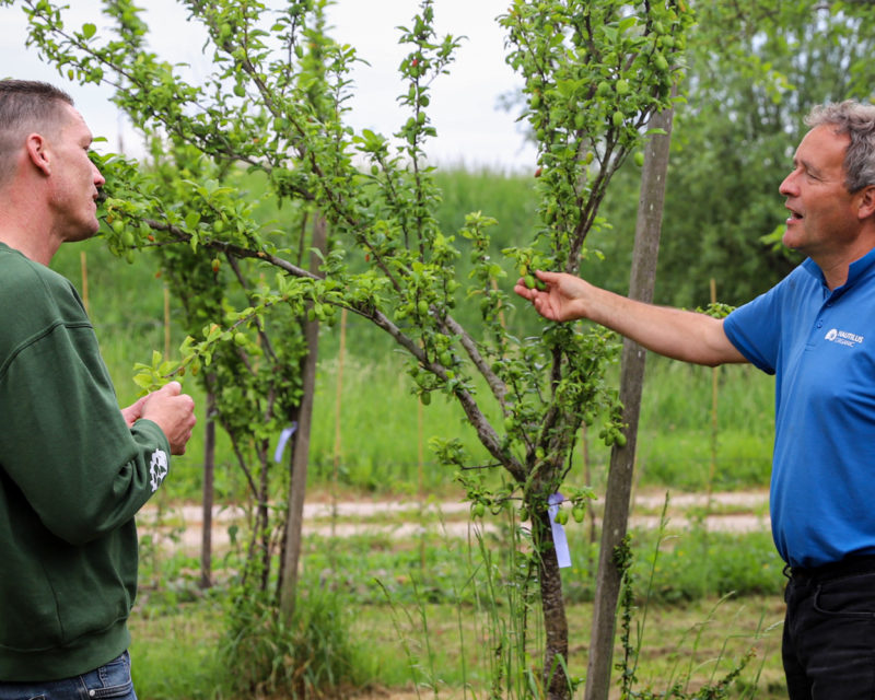 De fruitteler laat de groenteman van lindenhoff zijn pruimenbomen zien